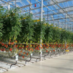 Internationale groei zonder administratieve zorgen: hoe Niden Axia ondersteunt in Polen Axia Vegetable Seeds