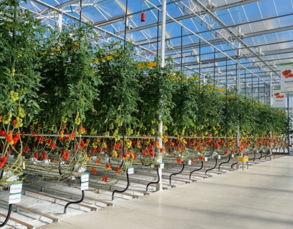 Internationale groei zonder administratieve zorgen: hoe Niden Axia ondersteunt in Polen Axia Vegetable Seeds