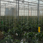 R&R Peppers: specialistische teelt vraagt om de juiste mensen RR Peppers specialistische teelt vraagt om de juiste mensen