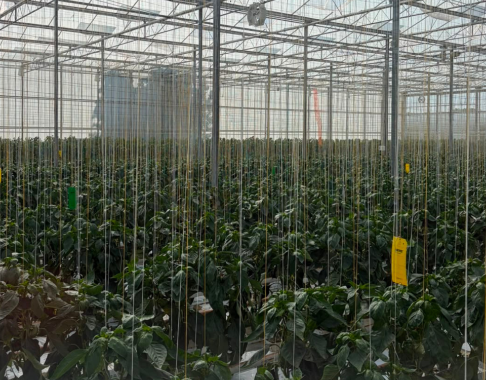 R&R Peppers: specialistische teelt vraagt om de juiste mensen RR Peppers specialistische teelt vraagt om de juiste mensen