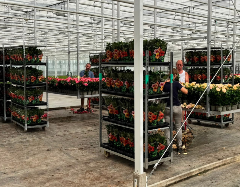 De juiste mensen, ieder seizoen opnieuw: het verhaal van Jansen Hibiscus Klantverhaal Jansen Hibiscus